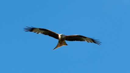 Red Kite Soaring Over the Sky