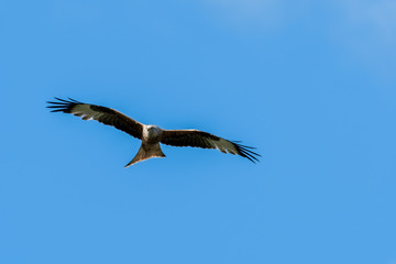 Red Kite Soaring Over the Sky