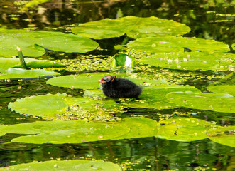 Common gallinule chick resting on a water lily leaf III