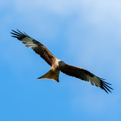 Red Kite Soaring Over the Sky