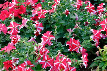 pink flowers with white stripe in the garden