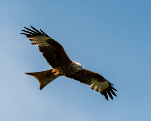 Red Kite Soaring Over the Sky