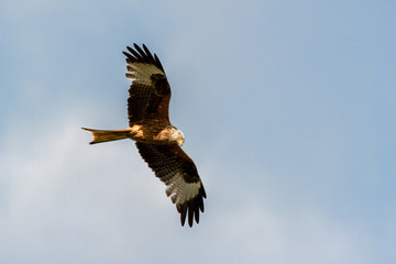 Red Kite Soaring Over the Sky