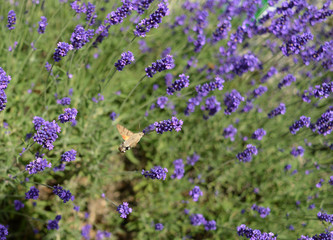 insect flies to blooming lavender