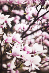 Fototapeta premium Magnolia tree blossom white and pink colored. 