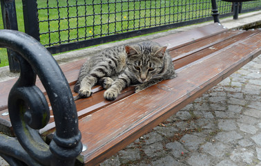 tabby cat basks on a park bench on a summer day