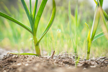 Detail close-up of the freshly planted spring onions with the blurred background. Topic of the prepare garden at for the summer and hope to have a rich harvest.