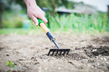 The man is preparing his garden at the cottage for the summer and hopes to have a rich harvest....