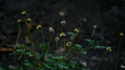 wild flowers in the grass