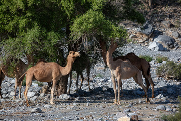 Naklejka na ściany i meble Five camels feeding from acatia tree in Wadi Mistal, Oman