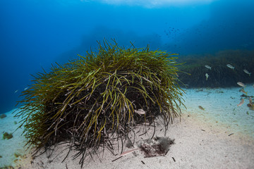Seagrass-Posidonie (Posidonia oceanica) of Mediterranean sea.