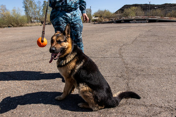 
police dog. German shepherd training