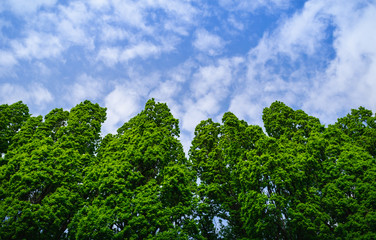 Hohe grüne Bäume mit blauem Himmel und Wolken, Hintergrundbild