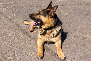 Naklejka na ściany i meble police dog. German shepherd training