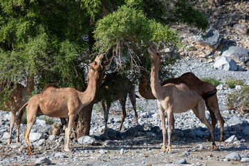 Five camels feeding from acatia tree in Wadi Mistal, Oman