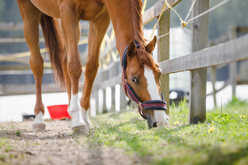 portrait of young chestnut budyonny gelding horse  with white line on face in halter eating grass near fence in paddock in spring daytime - obrazy, fototapety, plakaty