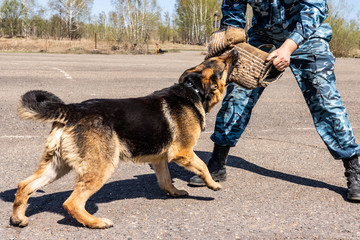 
police dog. German shepherd training