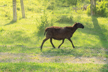 The ram runs after the herd in the open air