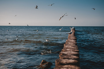 seagulls on the pier