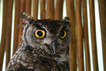 Brown owl close up
