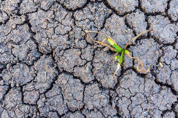 Soil cracks in arid areas in summer.