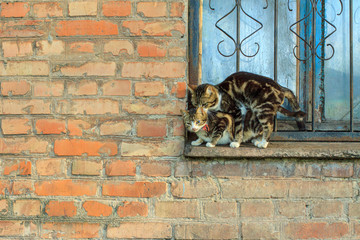 Cats on a window of a brick house in spring