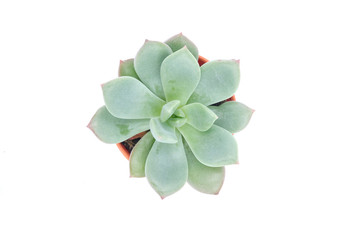 isolated succulent , plant close up on background