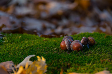 
acorns lie on the moss