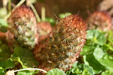 Small spiky succulent plant