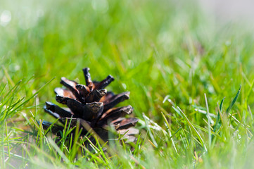 
pine cone with christmas tree in green grass