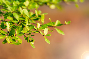 The trees are budding leaves with lens flare.