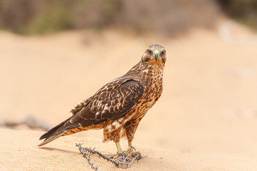 Galapagos Hawk on a beach looking at the camera