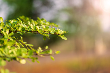 The trees are budding leaves with lens flare.