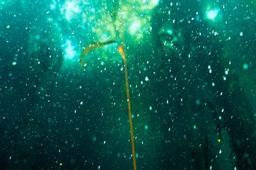 Underwater bubbles and defocused kelp