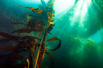 Underwater light rays and pacific sea kelp 