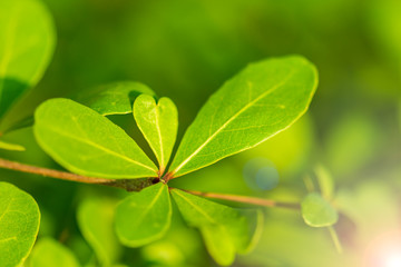 The trees are budding leaves with lens flare.