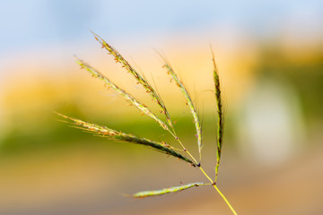 Obraz premium Grass flowers in the backyard in summer.