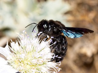 common bee collects pollen from flowers in a meadow