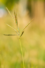 Grass flowers in the backyard in summer.