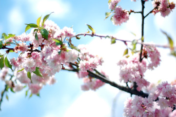 Background and texture. Blooming tree with pink flowers.