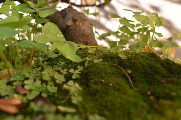 Bonsai tree trunk and moss