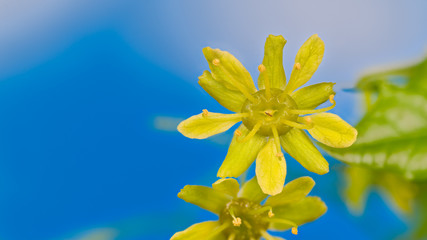Closeup of yellow maple flower on azure blue sky background with copy space. Acer. Tender blooms with detail of petals and stamens on branch of blossoming tree in early spring nature. Selective focus.