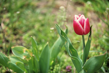pink tulip on a background of green grass