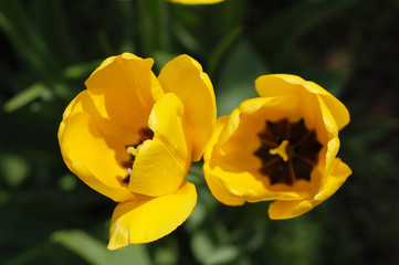 Spring. Background and texture. Tulips are yellow.