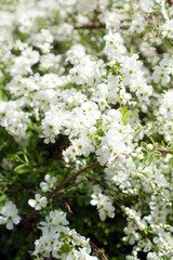 
Spring. Blooming bush with white flowers.