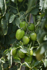 a fresh tomatos in the backyard