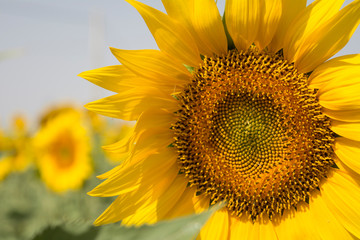 Fototapeta premium girasol