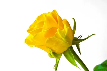 Foto op Plexiglas yellow rose. beautiful bright flower. © Alena Mostovich