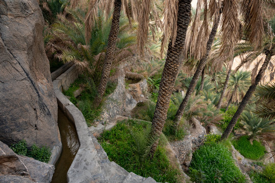 Terraced date palm plantation with falaj in Misfat al Abriyeen, Oman