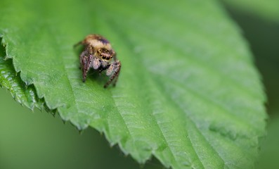 Araignée